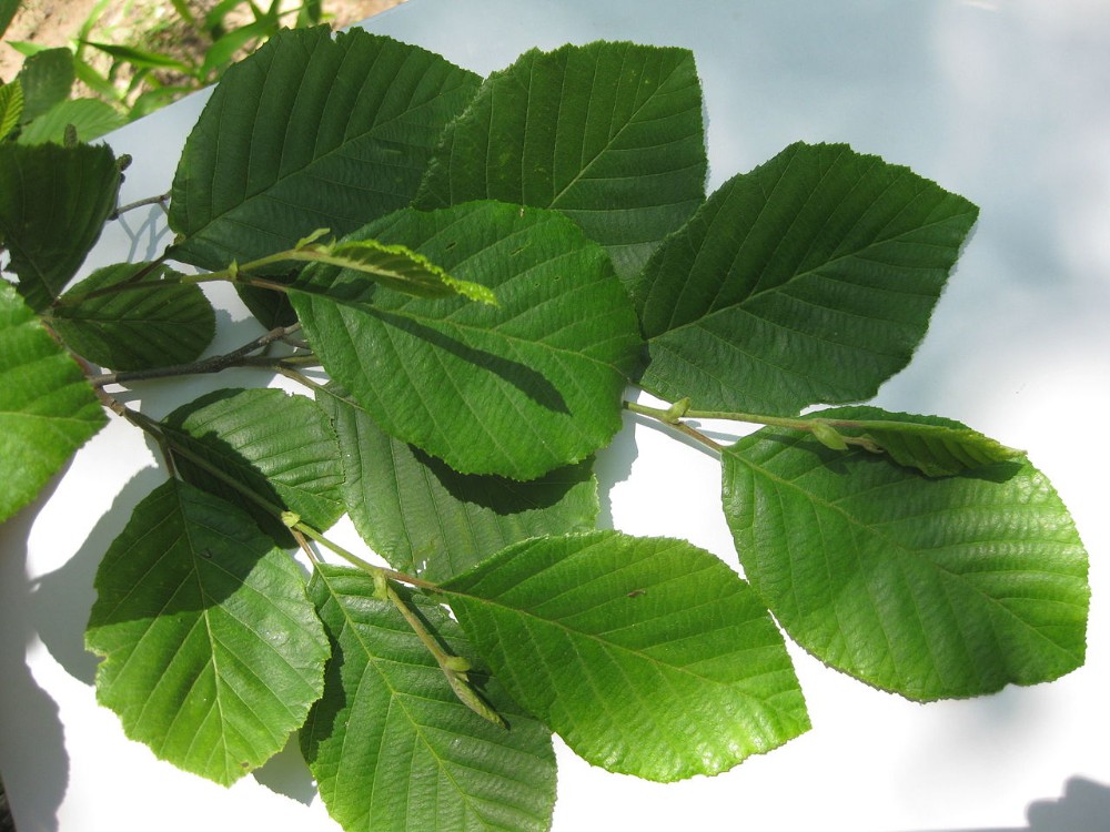 smooth_alder